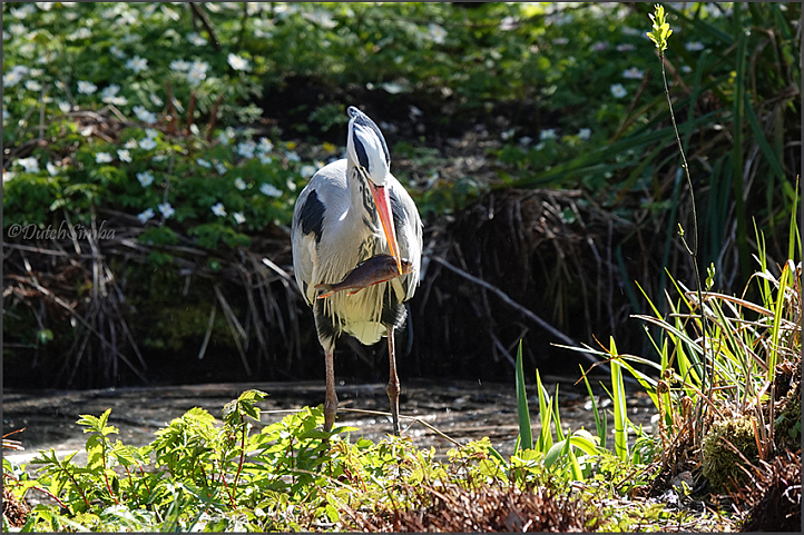 Heemparken Amstelveen, botanische tuin