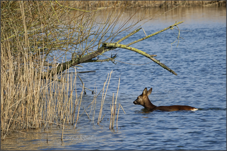 Biesbosch tour by whisper boat