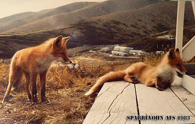 Sparrevohn by (c) Fred Wohosky