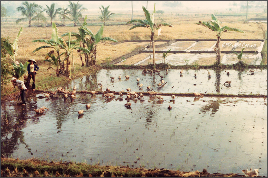 Indonesia travelogue 1981 - Ruud Leeuw (c)