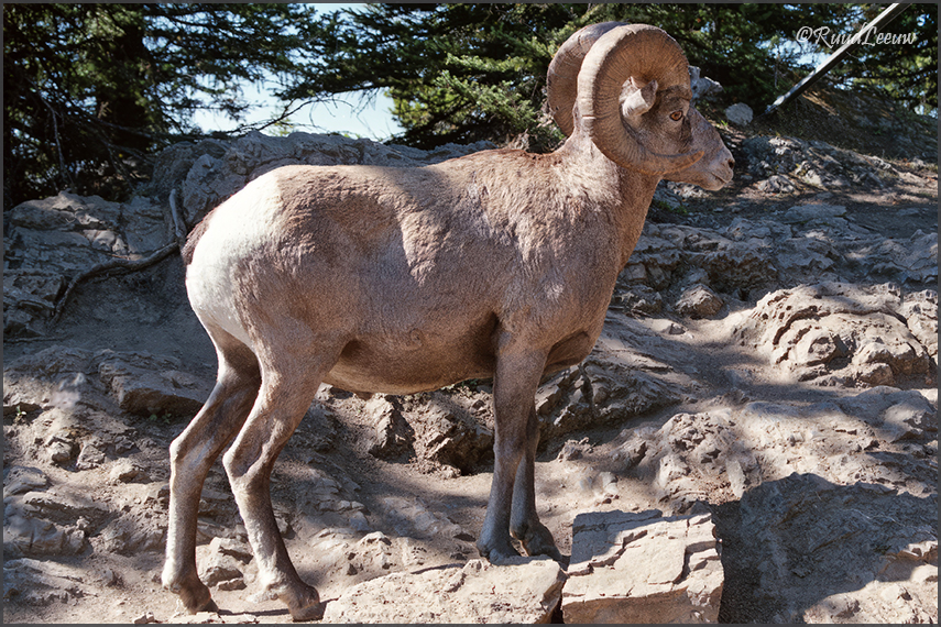 USCan 1986 - travelogue by Ruud Leeuw