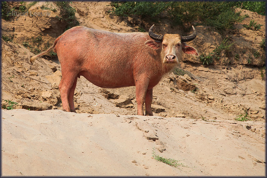 Pak Ou Caves excursion - LAOS