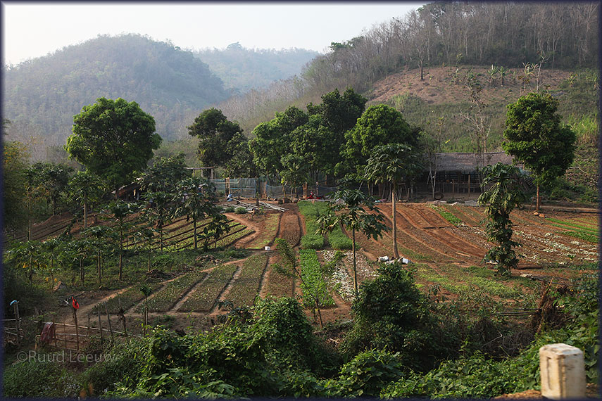 Excursion Kuang Si Falls - Malaysian Sun Bears