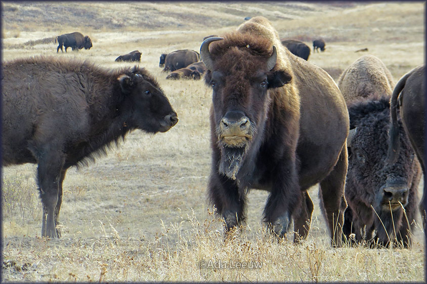 National Bison Range
