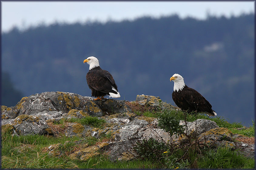 USA 2014 Whalewatching, Washington State