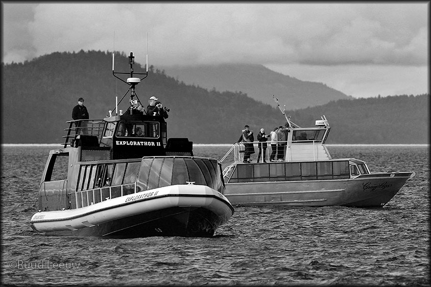 USA 2014 Whalewatching, Washington State