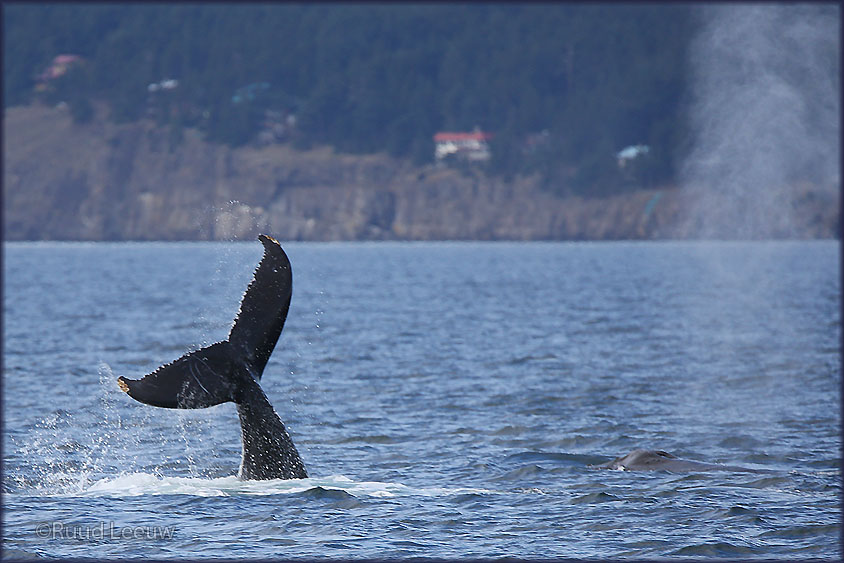 USA 2014 Whalewatching, Washington State