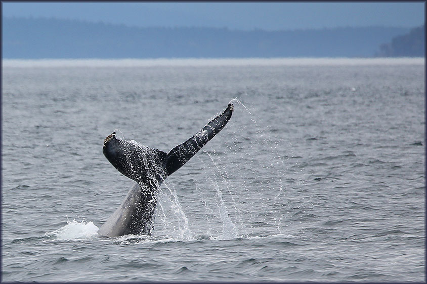 Whale watching Anacortes