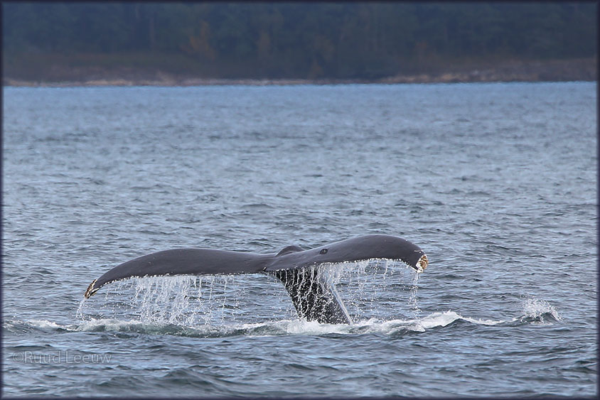 USA 2014 Whalewatching, Washington State