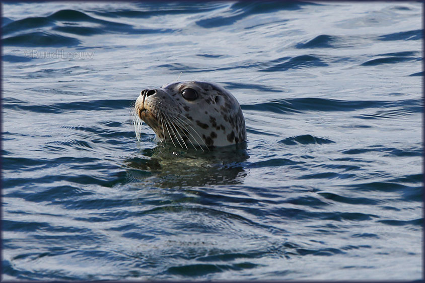 USA 2014 Whalewatching, Washington State