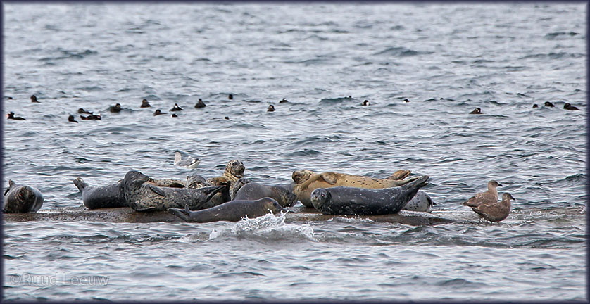 USA 2014 Whalewatching, Washington State