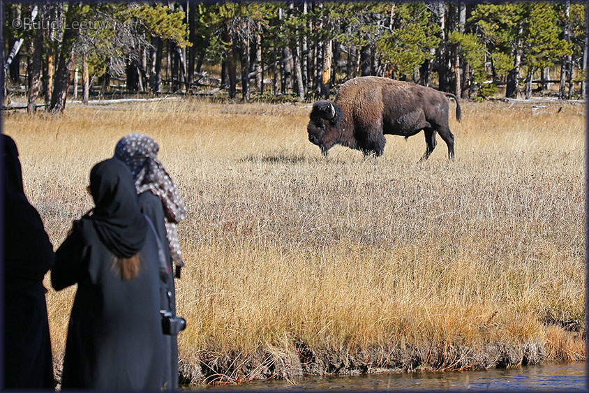 Yellowstone NP 