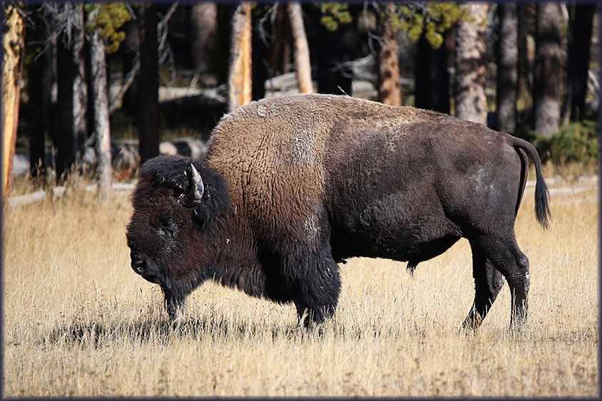 Yellowstone NP