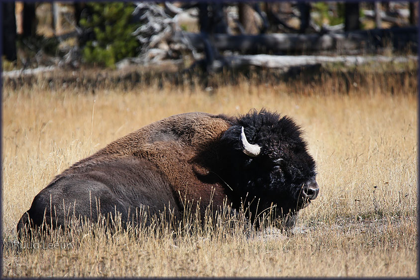 Yellowstone NP 