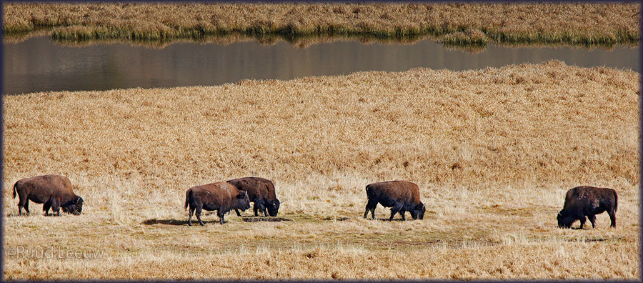 Yellowstone Nat'l Park