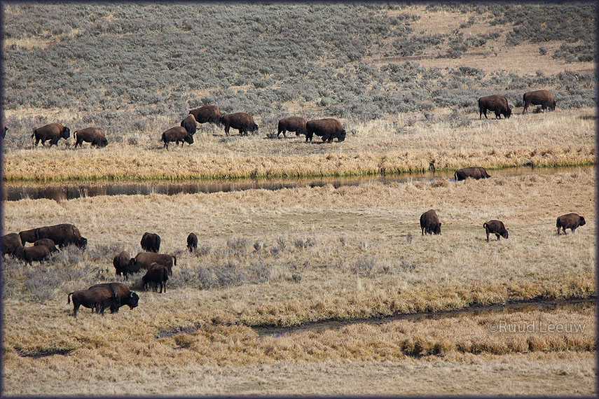 Yellowstone National Park - 2014