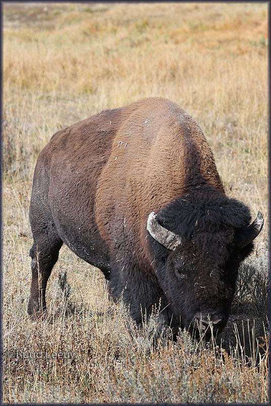 Yellowstone Nat'l  Park