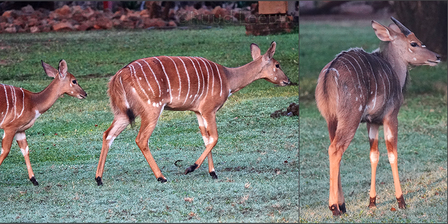 Elandela private game reserve & luxury lodge, @Hoedspruit