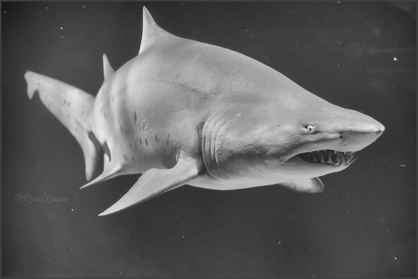 Valencia, L'Oceanogràfic (Aquarium)
