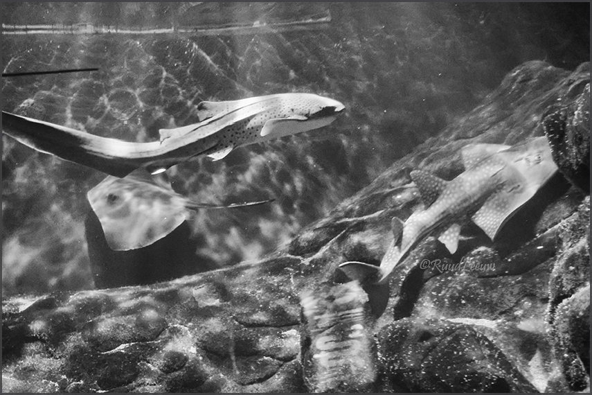 Valencia, L'Oceanogràfic (Aquarium)