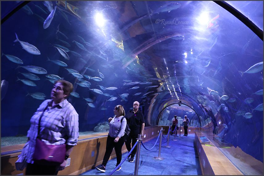 Valencia, L'Oceanogràfic (Aquarium)