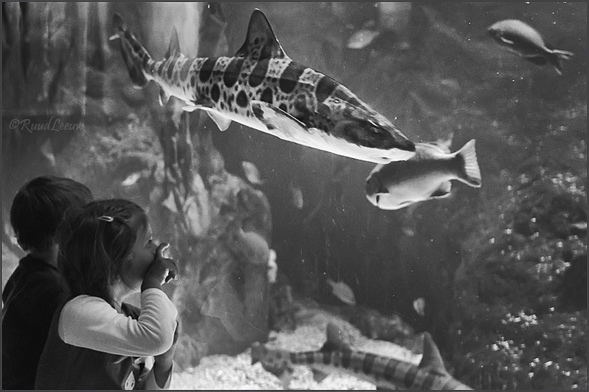 Valencia, L'Oceanogràfic (Aquarium)