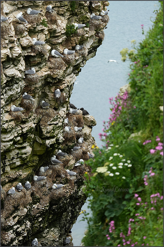 RSPB Bempton Cliffs - Photography by Ruud Leeuw
