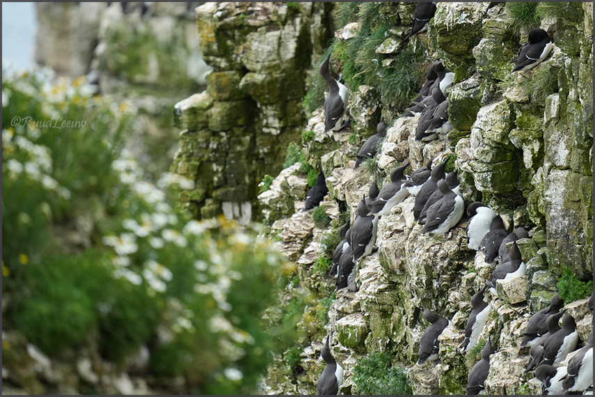 RSPB Bempton Cliffs - Photography by Ruud Leeuw