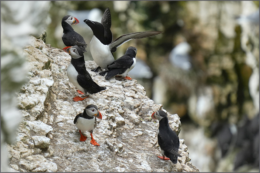 RSPB Bempton Cliffs - Photography by Ruud Leeuw