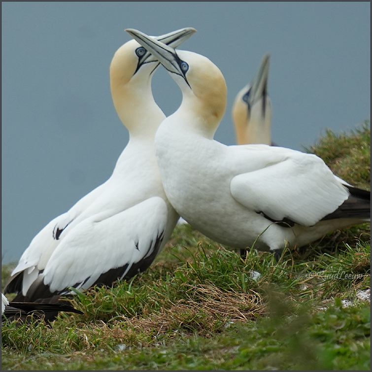 RSPB Bempton Cliffs - Photography by Ruud Leeuw