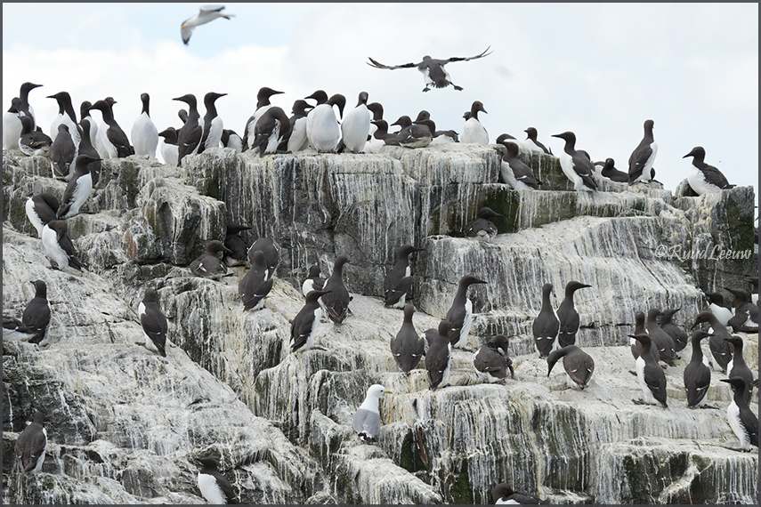Farne Islands - Phoography by Ruud Leeuw (2024)
