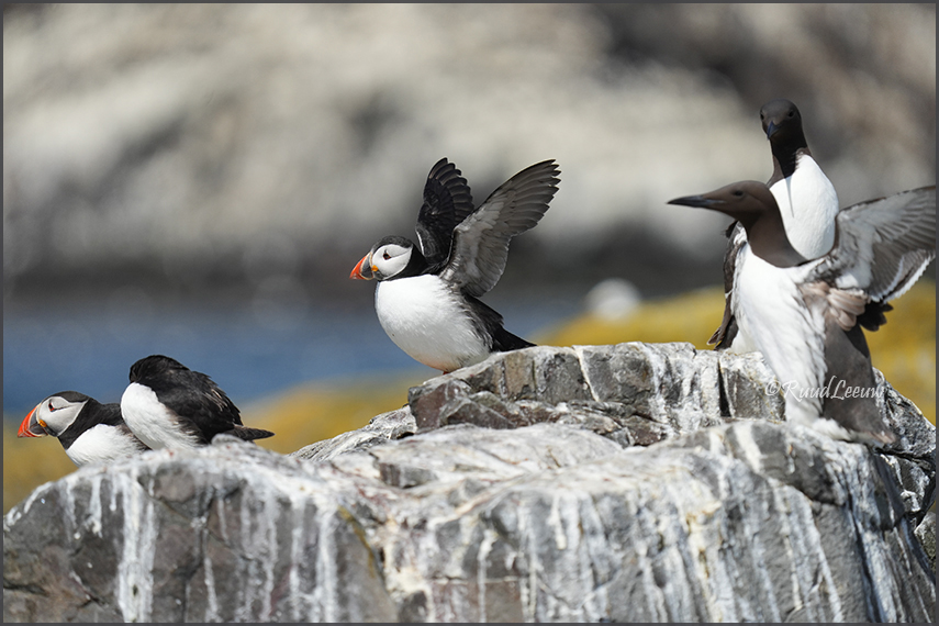 Farne Islands - Phoography by Ruud Leeuw (2024)