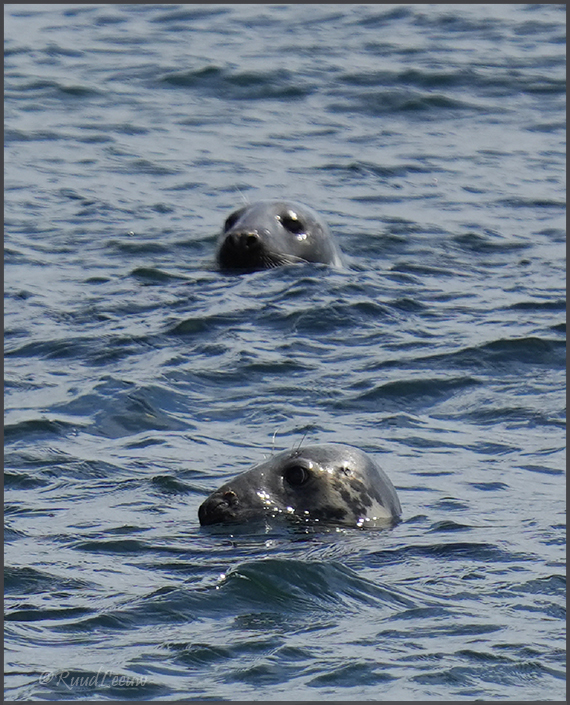 Farne Islands - Phoography by Ruud Leeuw (2024)