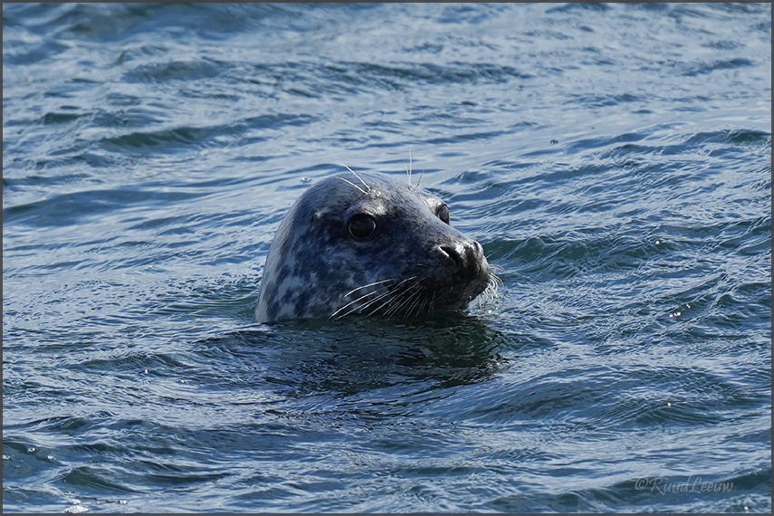 Farne Islands - Phoography by Ruud Leeuw (2024)