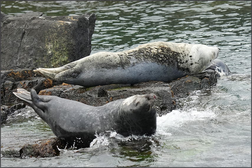 Farne Islands - Phoography by Ruud Leeuw (2024)