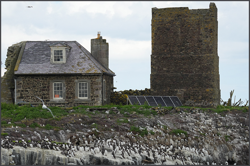 Farne Islands - Phoography by Ruud Leeuw (2024)