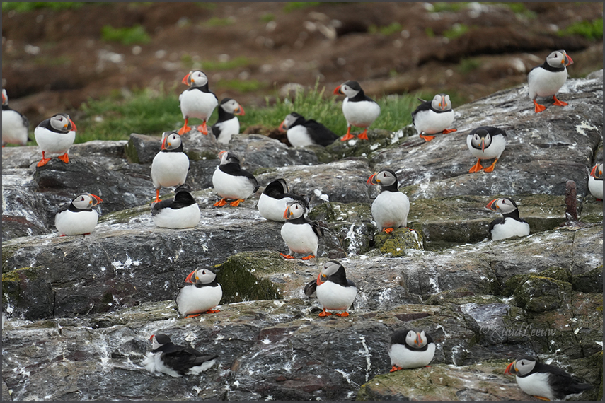 Farne Islands - Phoography by Ruud Leeuw (2024)