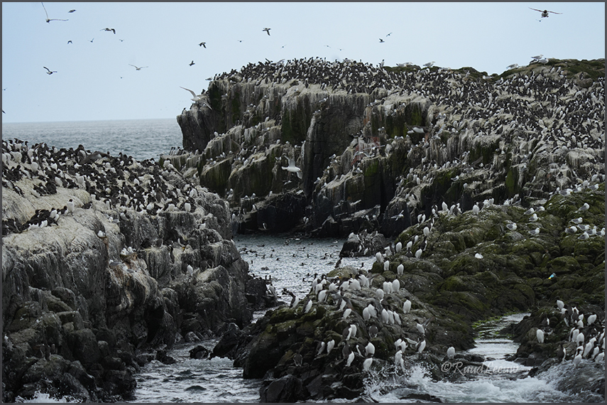 Farne Islands - Phoography by Ruud Leeuw (2024)