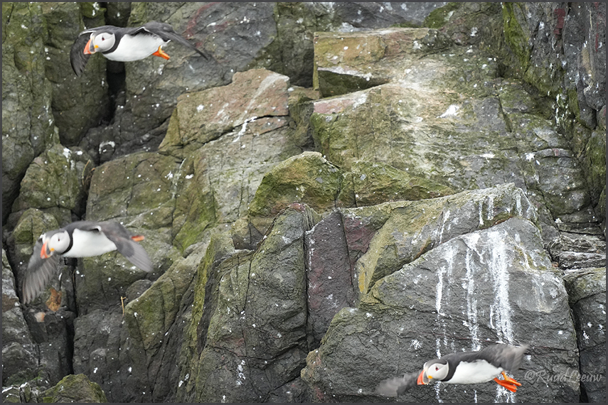 Farne Islands - Phoography by Ruud Leeuw (2024)