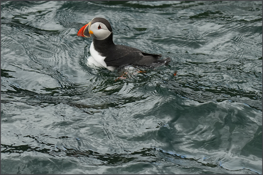 Farne Islands - Phoography by Ruud Leeuw (2024)