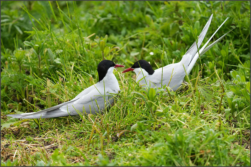 Farne Islands - Phoography by Ruud Leeuw (2024)