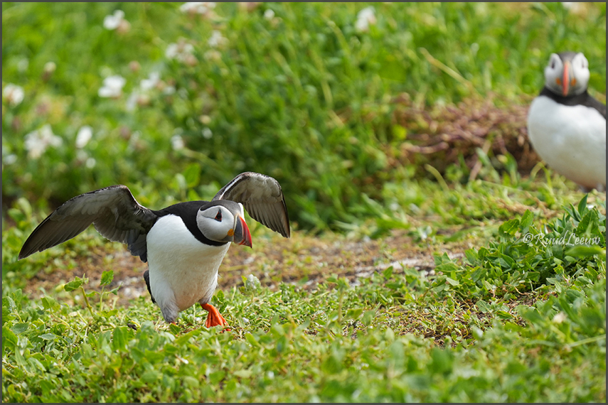Farne Islands - Phoography by Ruud Leeuw (2024)