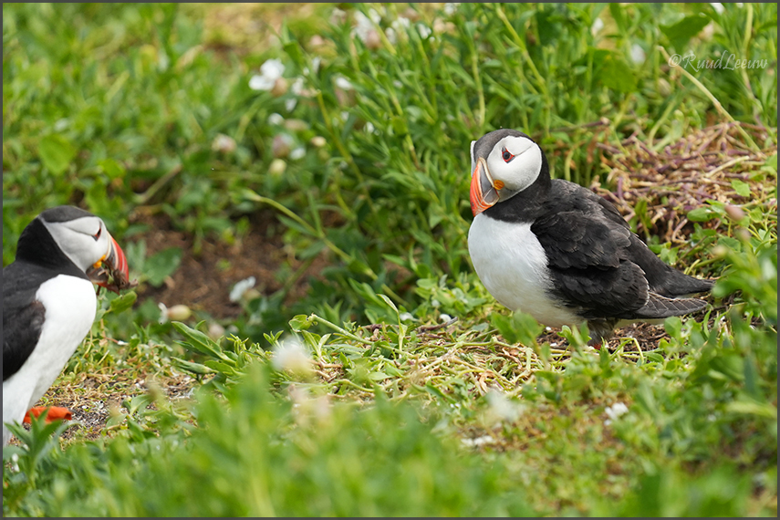 Farne Islands - Phoography by Ruud Leeuw (2024)