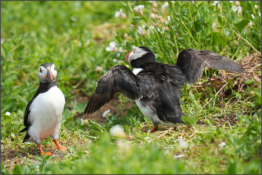 Farne Islands - Phoography by Ruud Leeuw (2024)