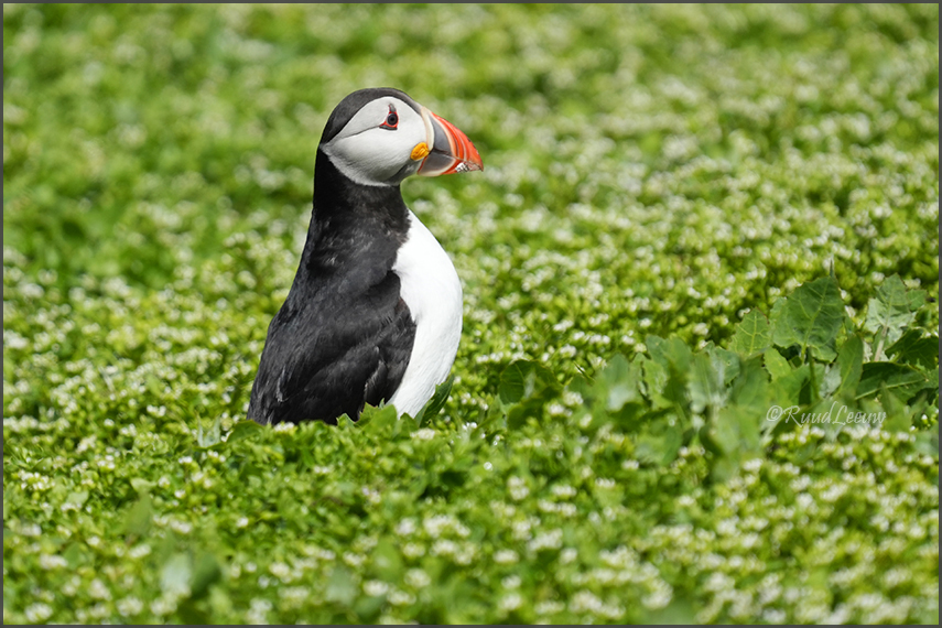 Farne Islands - Phoography by Ruud Leeuw (2024)