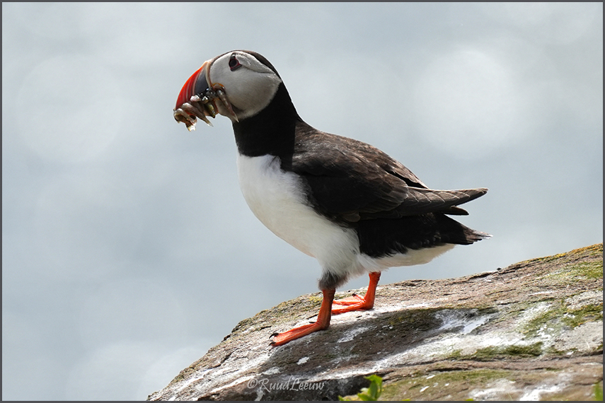 Farne Islands - Phoography by Ruud Leeuw (2024)