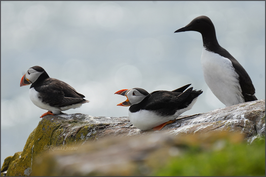 Farne Islands - Phoography by Ruud Leeuw (2024)