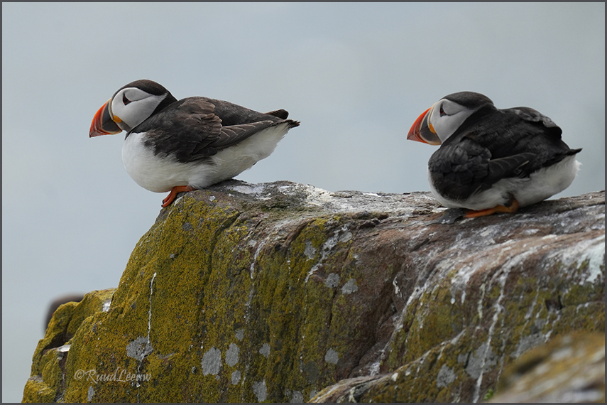 Farne Islands - Phoography by Ruud Leeuw (2024)