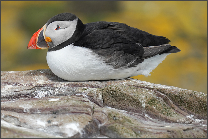Farne Islands - Phoography by Ruud Leeuw (2024)