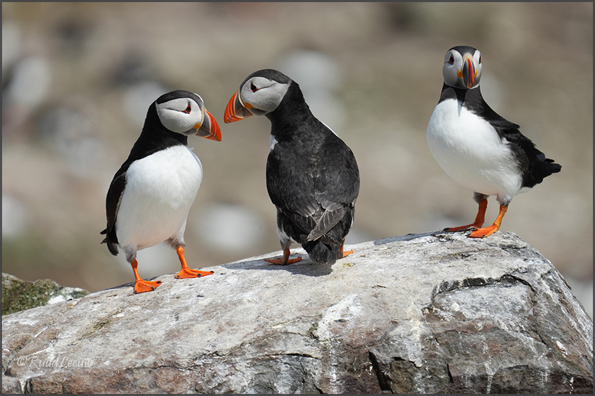 Farne Islands - Phoography by Ruud Leeuw (2024)